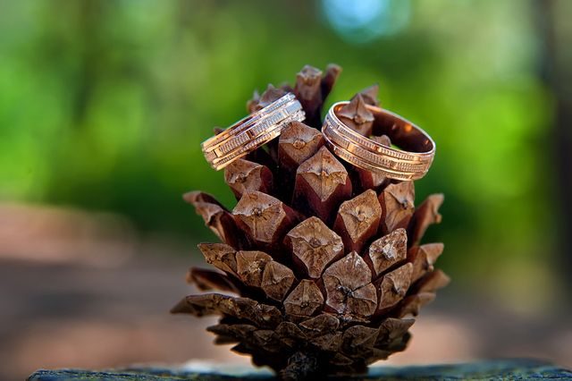 Šišky a chvojí jako dekorace